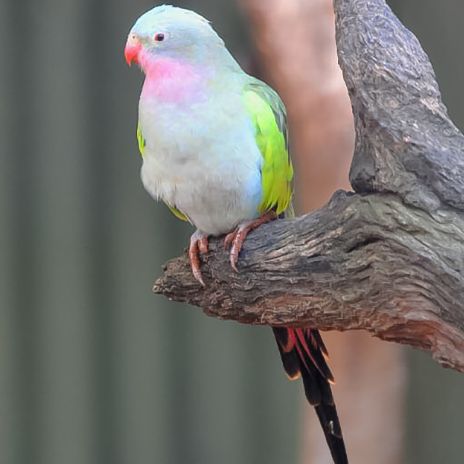 Couple de princesse de galles #3