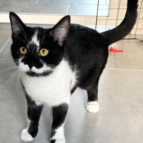 Nyra, joueuse, curieuse et attachante #3