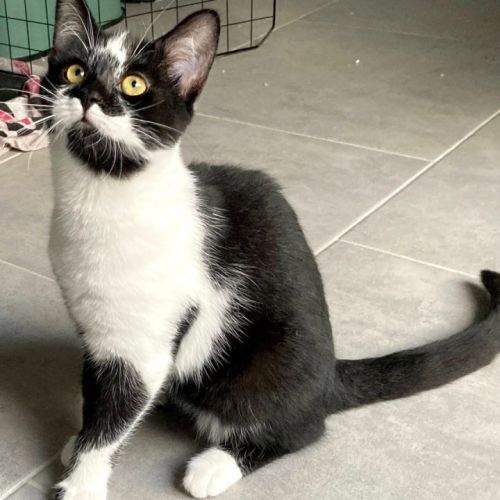 Nyra, joueuse, curieuse et attachante #4