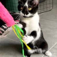 Nyra, joueuse, curieuse et attachante #2