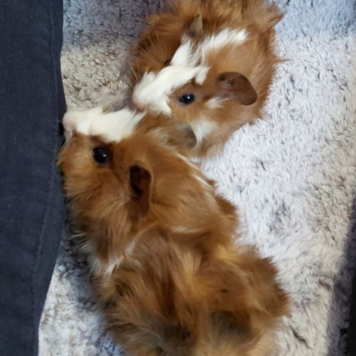 Bébé cochon d'inde