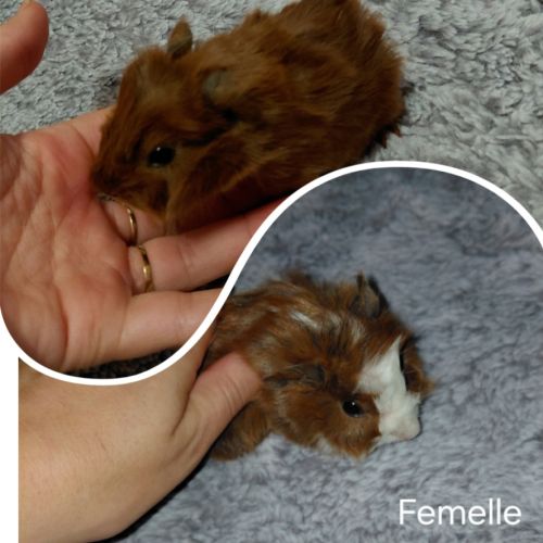 Bébé cochon d'inde #1