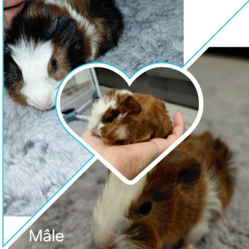 Bébé cochon d'inde #0