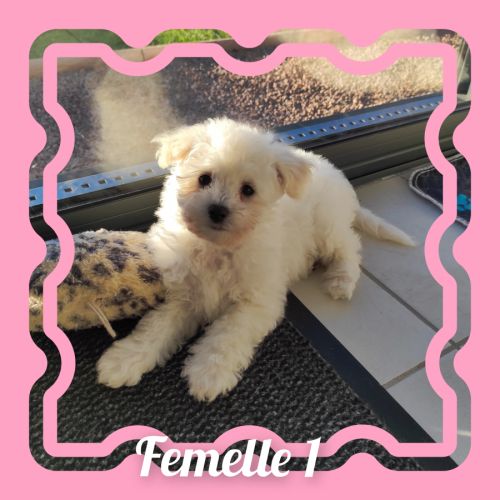 Chiots bichon frisé lof #1