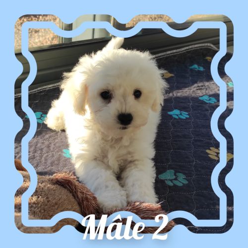 Chiots bichon frisé lof #3