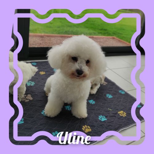 Chiots bichon frisé lof #4