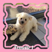 Chiots bichon frisé lof #1