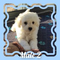 Chiots bichon frisé lof #3