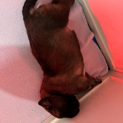 Vend chiot berger du caucase