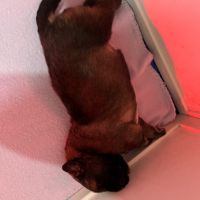 Vend chiot berger du caucase