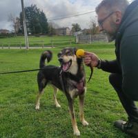 Nokki 5 ans recherche une famille !