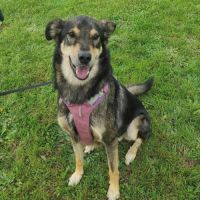 Nokki 5 ans recherche une famille !