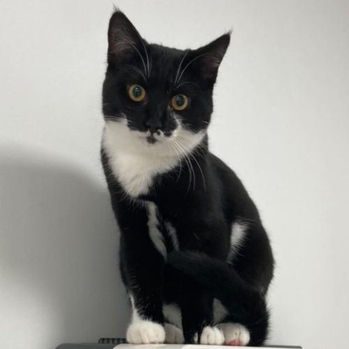 Manoli à l'adoption #3