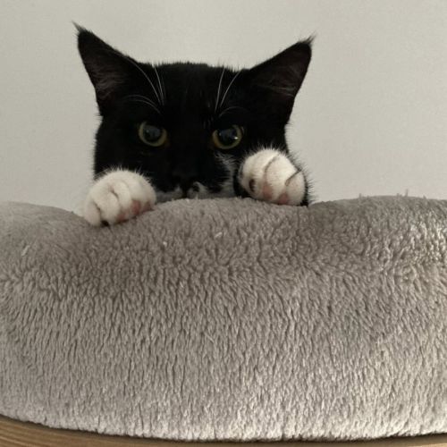 Manoli à l'adoption #4