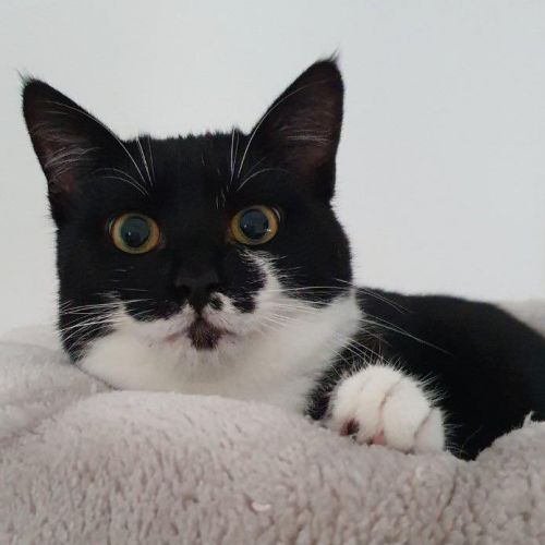 Manoli à l'adoption #5