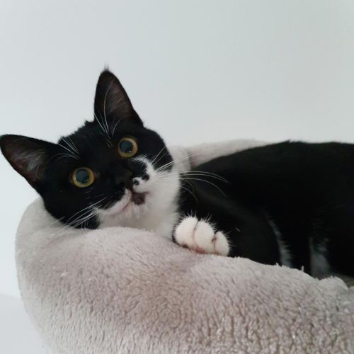 Manoli à l'adoption #6