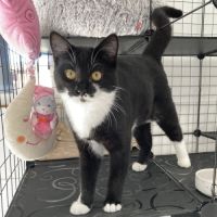 Manoli à l'adoption #1