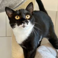 Manoli à l'adoption #2