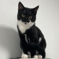 Manoli à l'adoption #3