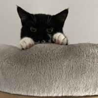 Manoli à l'adoption #4