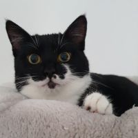 Manoli à l'adoption #5