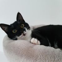 Manoli à l'adoption #6