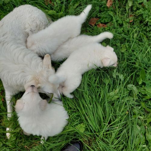 Vente d'un chiot de race berger blanc suisse #2