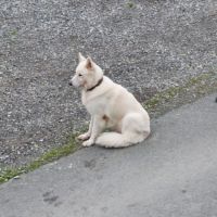 Vente d'un chiot de race berger blanc suisse #1