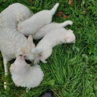 Vente d'un chiot de race berger blanc suisse #2
