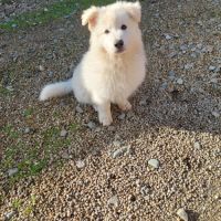 Vente d'un chiot de race berger blanc suisse #0