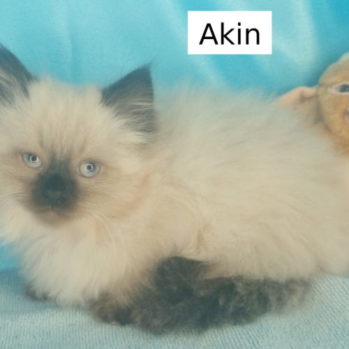 Chatons sibériens loof déjà très câlins #1