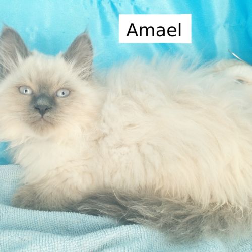 Chatons sibériens loof déjà très câlins