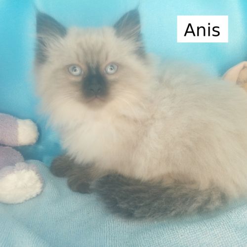 Chatons sibériens loof déjà très câlins #3