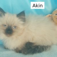 Chatons sibériens loof déjà très câlins #1