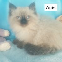 Chatons sibériens loof déjà très câlins #3