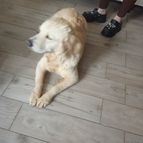 Chiots golden retriever issu parent loofî #1