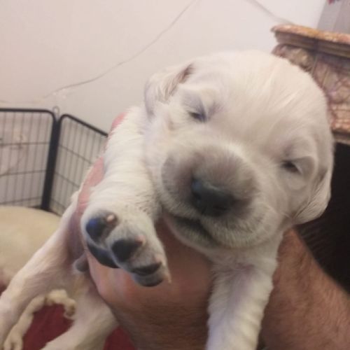 Chiots golden retriever issu parent loofî #5