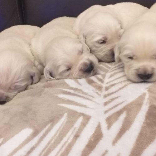 Chiots golden retriever issu parent loofî