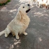 Chiots golden retriever issu parent loofî #2