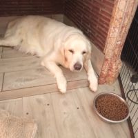 Chiots golden retriever issu parent loofî #3