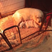 Chiots golden retriever issu parent loofî #4