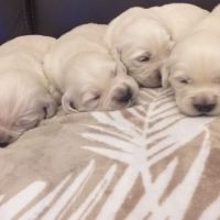 Chiots golden retriever issu parent loofî