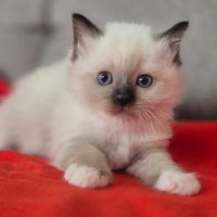 Magnifique chatons sacré de birmanie #0