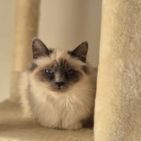 Magnifique chatons sacré de birmanie #2