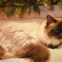 Magnifique chatons sacré de birmanie #3