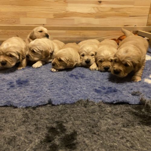Chiots golden retriever couleur fauve orangé #0