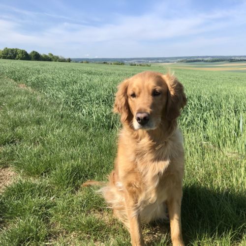 Chiots golden retriever couleur fauve orangé #2