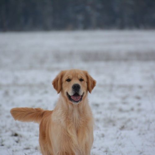 Chiots golden retriever couleur fauve orangé #3