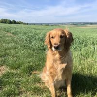 Chiots golden retriever couleur fauve orangé #2