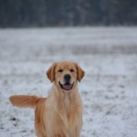 Chiots golden retriever couleur fauve orangé #3
